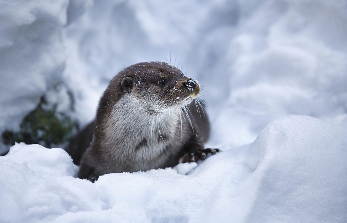 An otter. Photo: Rolf E. Staerk / shutterstock.com