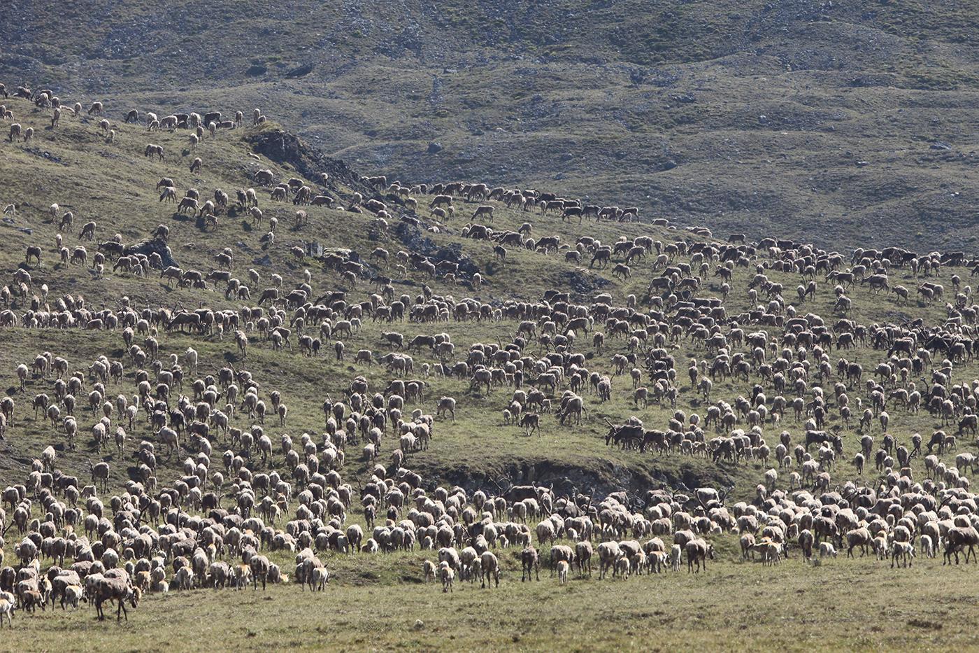 Thousands of Porcupine Herd caribou during the annual aggregation event in the Arctic National Wildlife Refuge, Alaska. Photo: Max Hug Williams