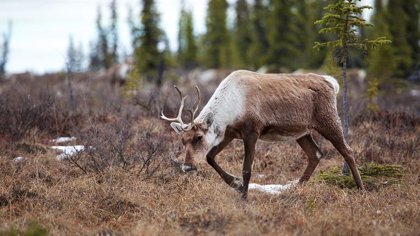 A female caribou moving through Ivvavik National Park in Canada on its spring migration. Photo: Parks Canada/ Peter Sinkins