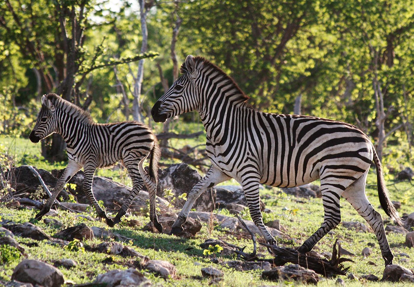 A zebra mare and her foal run through the woods in Chobe National Park, Botswana. Photo: BBC/Robert Morgan