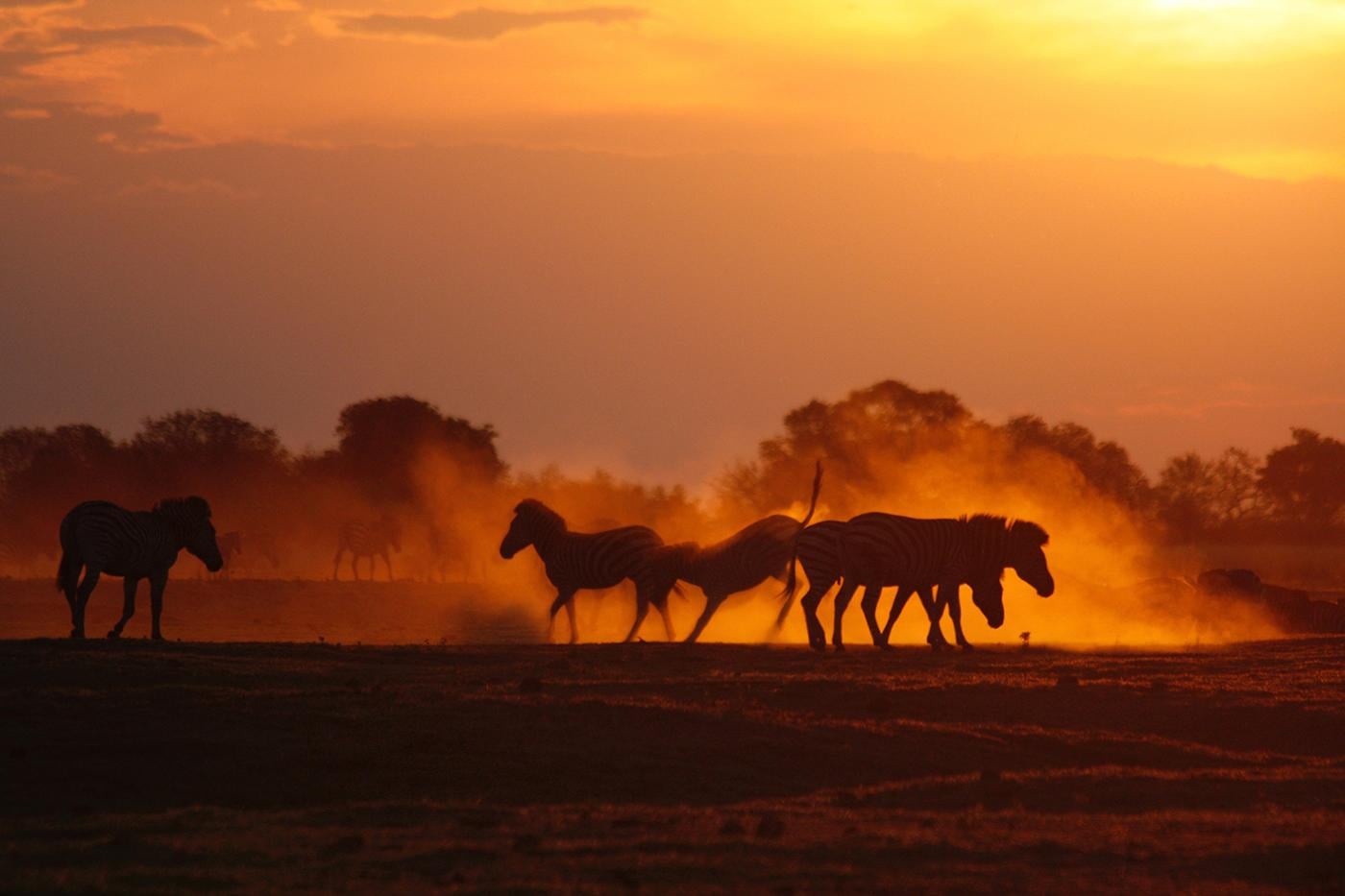 A group of zebra fighting and rolling in the dust at sunset on the floodplains of the Chobe River in Chobe National Park, Botswana. Photo: BBC/Robert Morgan