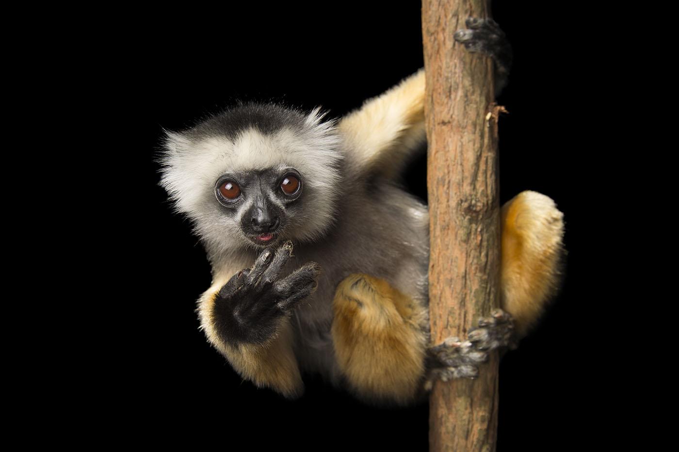 A critically endangered Diademed sifaka (Propithecus diadema) at Lemuria Land in Madagascar. Photo: © 2016 Joel Sartore Photography Inc.