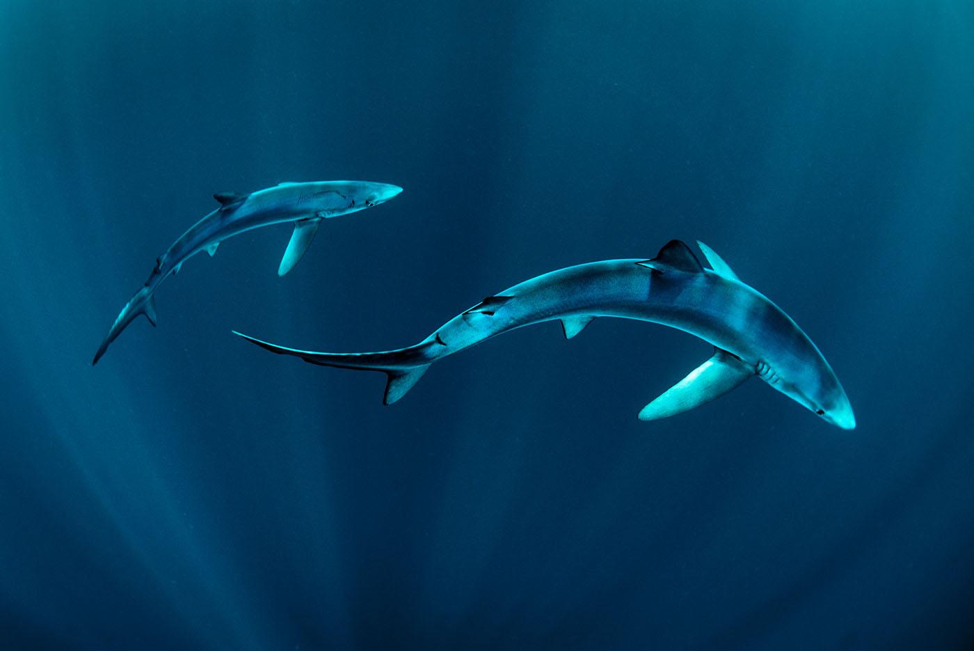 Two blue sharks off Ireland's west coast. Photo: George Karbus