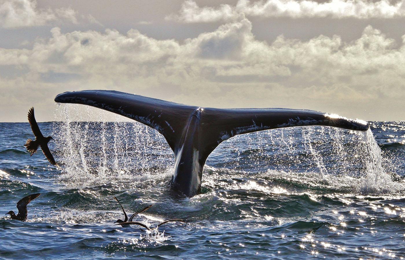 The tail of a humpback whale. One humpback returns so frequently to the same spot that locals call him Boomerang. Photo: Nick Massett