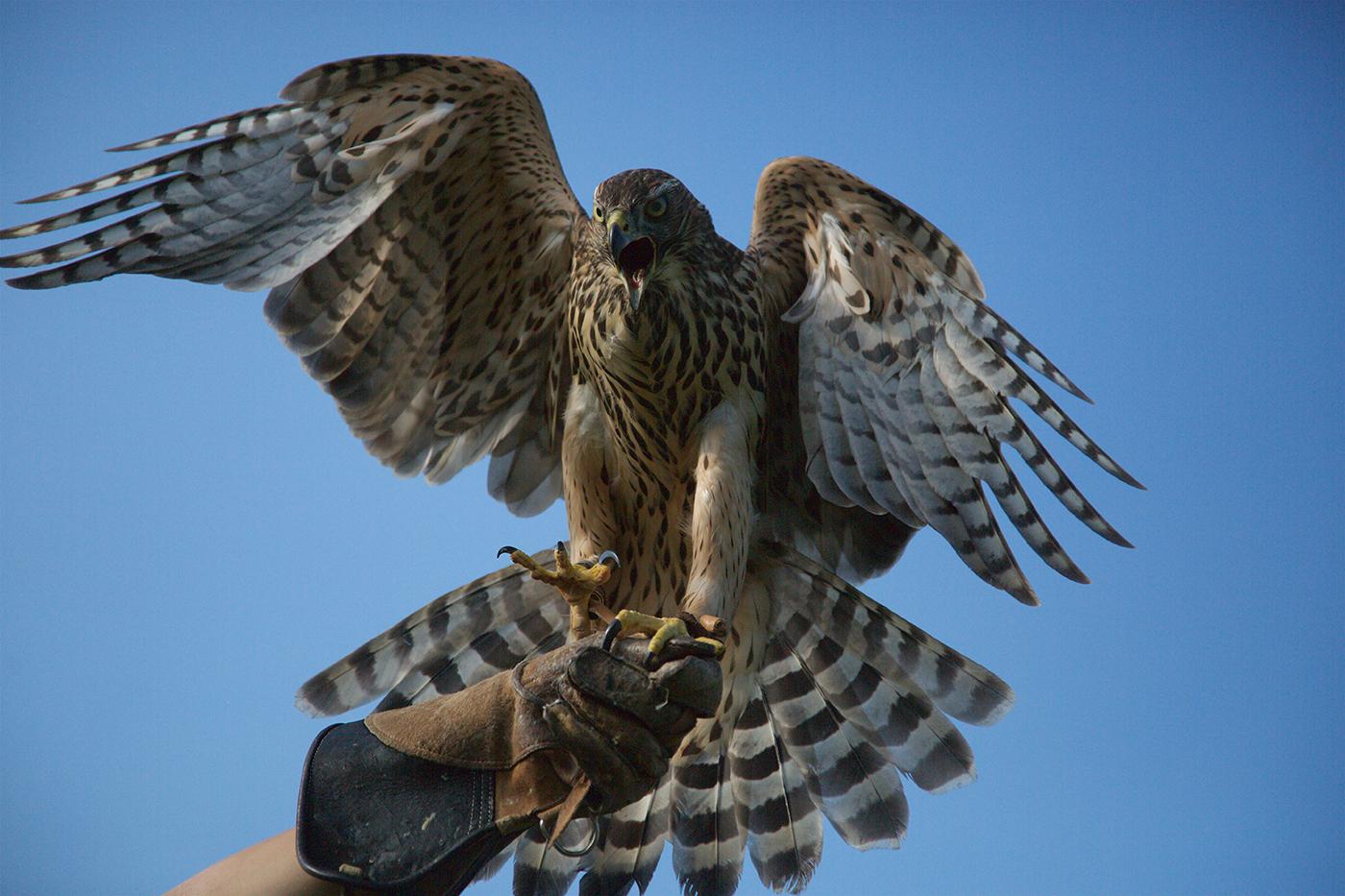 Lupin, the goshawk of Helen Macdonald, author of H is for Hawk. Photo: Courtesy Mike Birkhead Associates