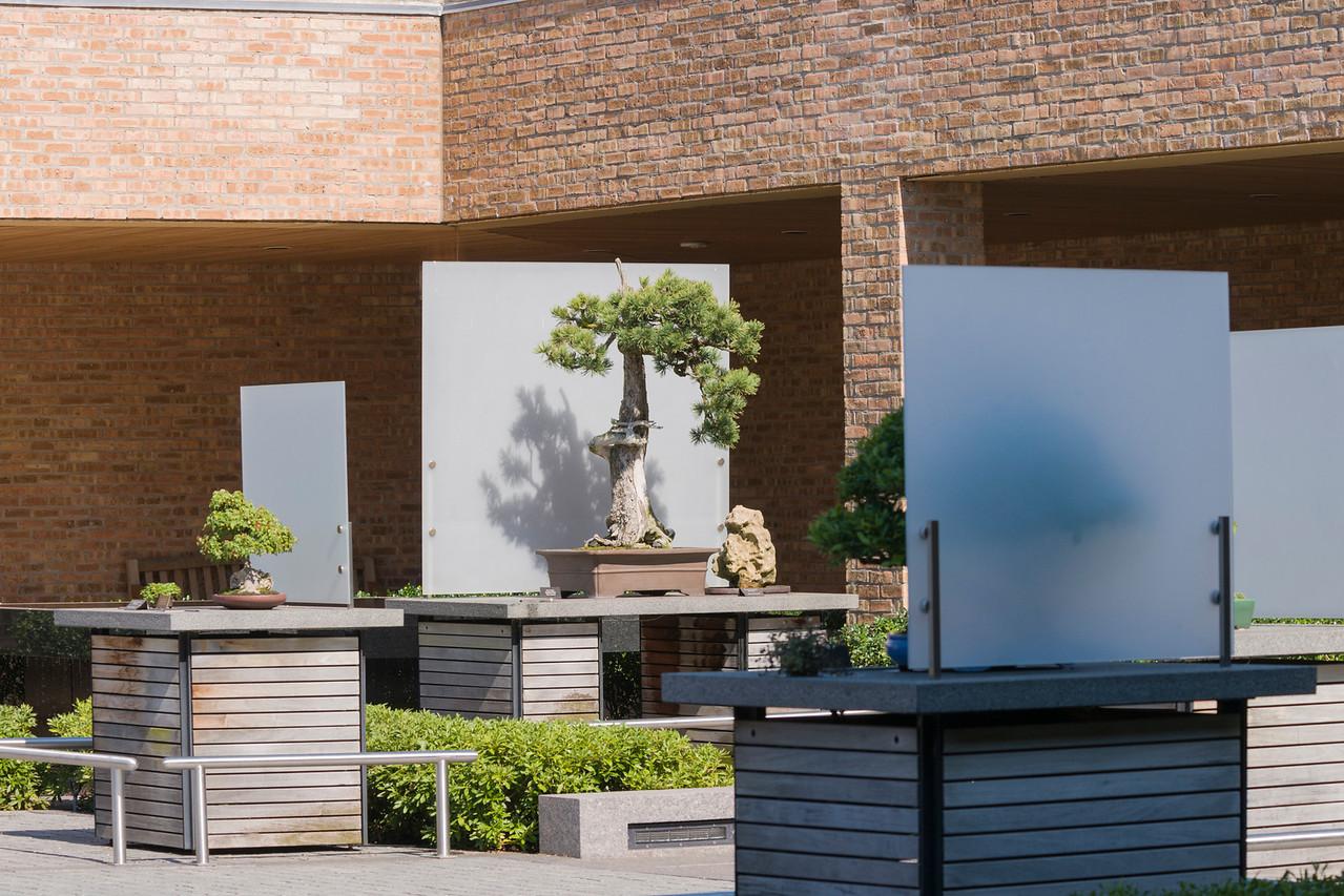 A limber pine Bonsai. Photo: Chicago Botanic Photos