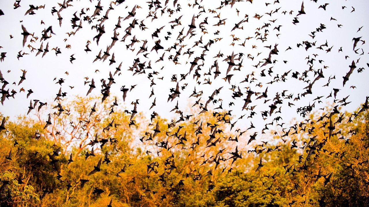 Multiple species of bats emerge from a limestone cave at dusk, in Campeche State, Mexico. Photo: Minden Pictures/Alamy