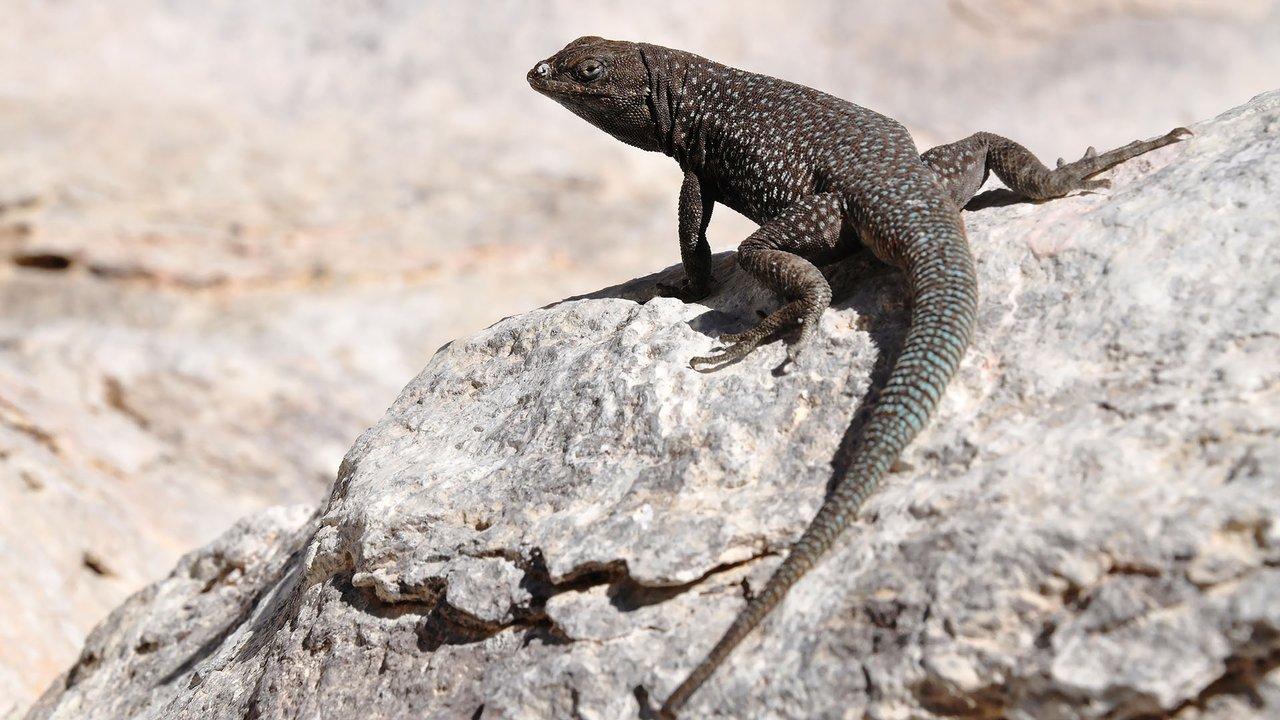 Isla San Pedro Martir Side Blotched Lizard. Photo: Stuart Armstrong/BBC NHU