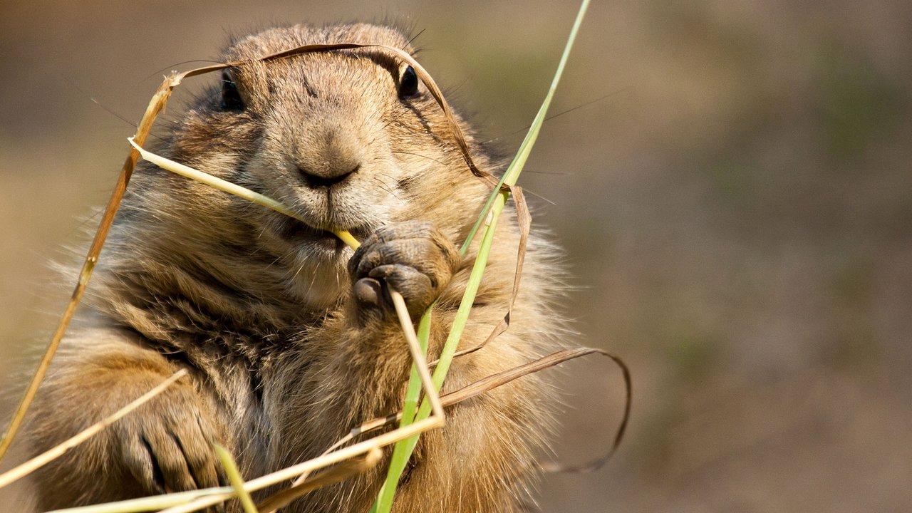Black-tailed prairie dog. Photo: Jearu/Shutterstock