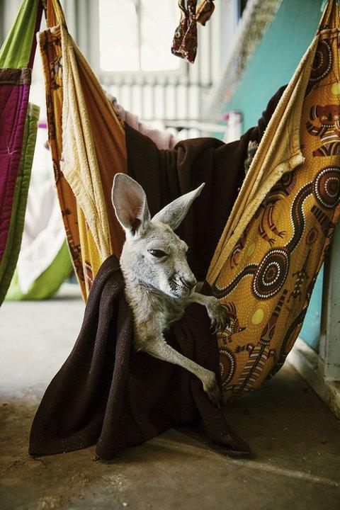 An orphaned joey. Photo: Jeremy Simons
