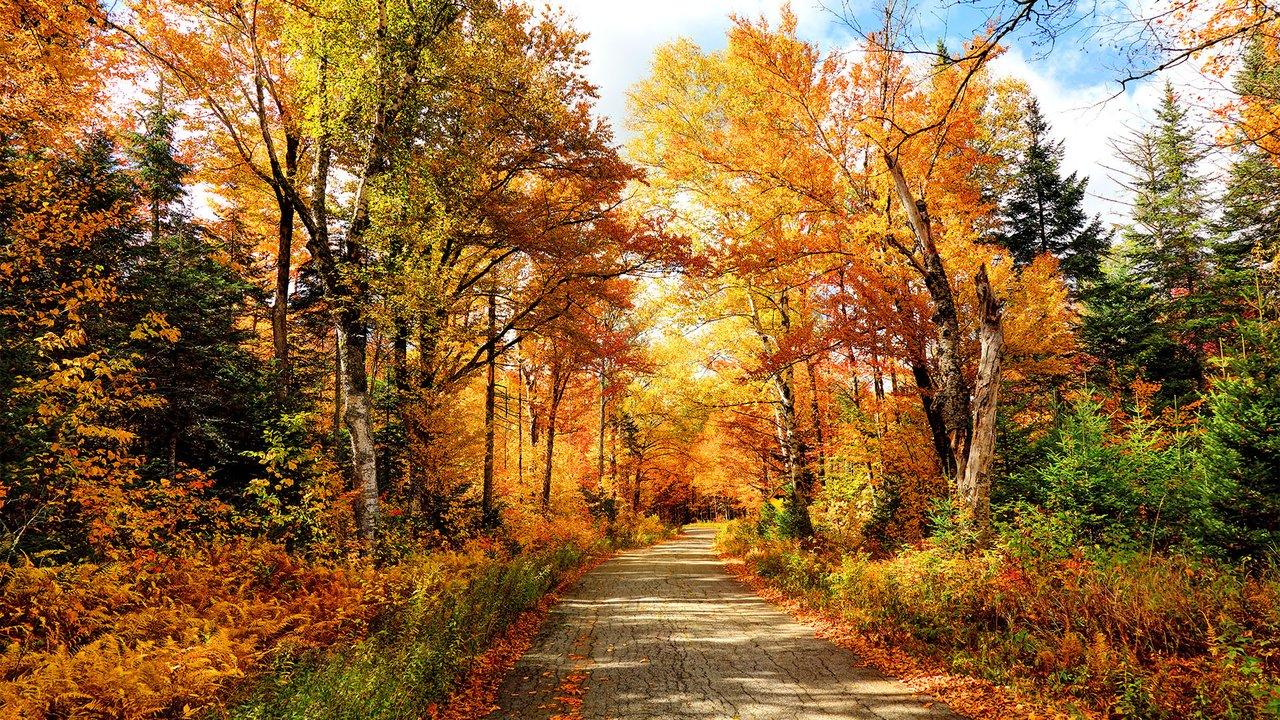 An autumn road in the White Mountains National Forest region of New Hampshire. Photo: Getty Images