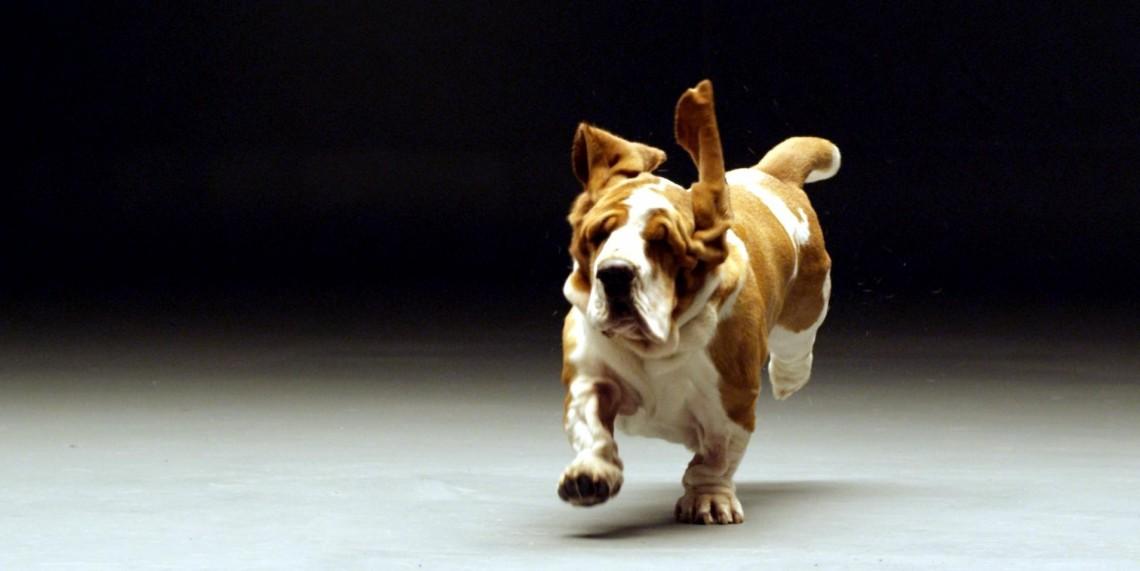 Secret Life of Dogs