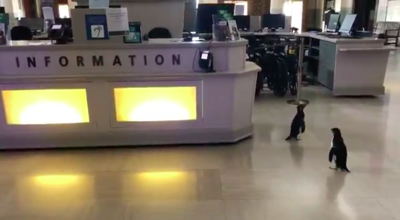 The Shedd Aquarium is letting its penguins explore the aquarium while it is closed to the public