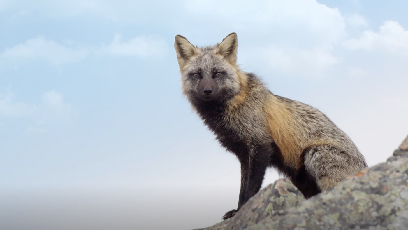 Fox Tales