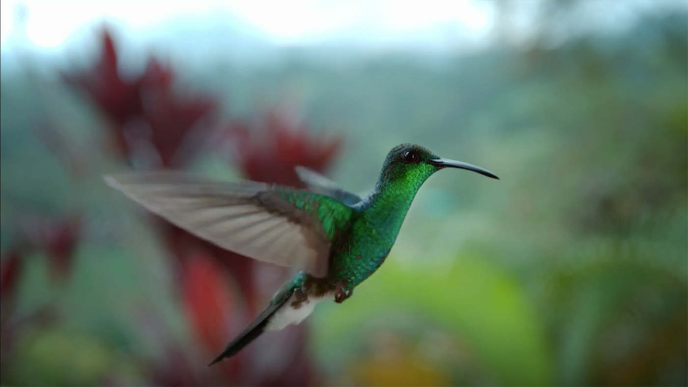 Super Hummingbirds