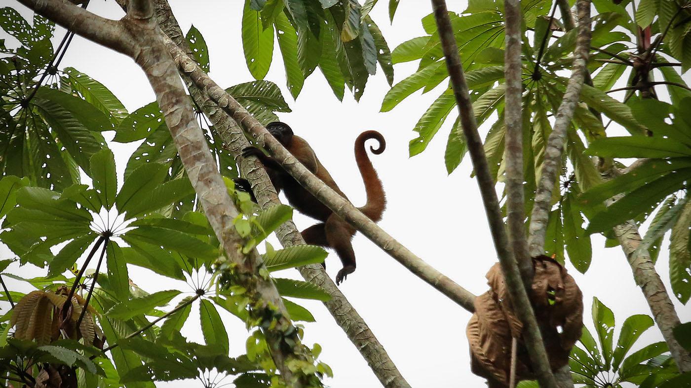 Undercover in the Jungle