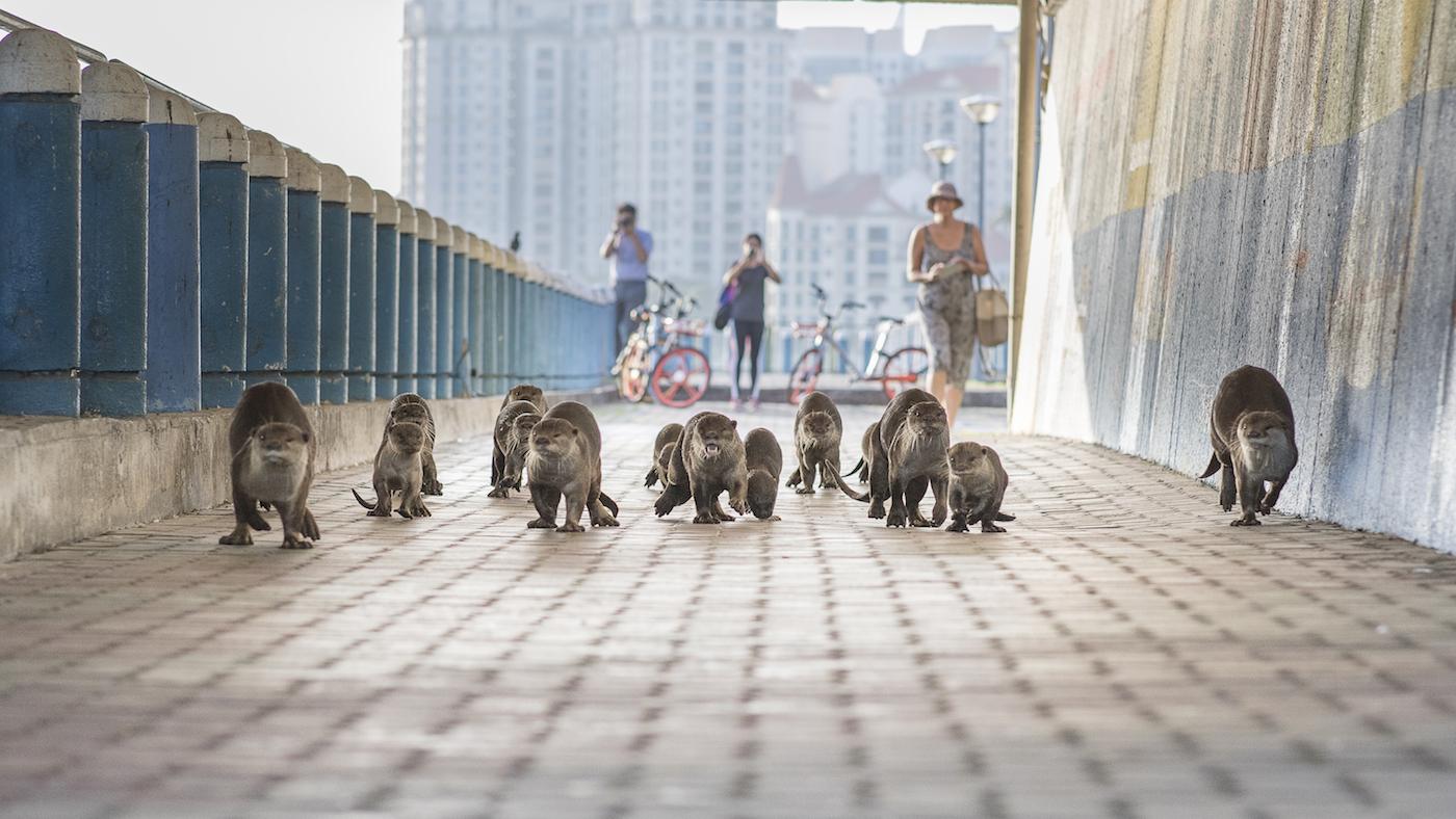 Wild Metropolis otters