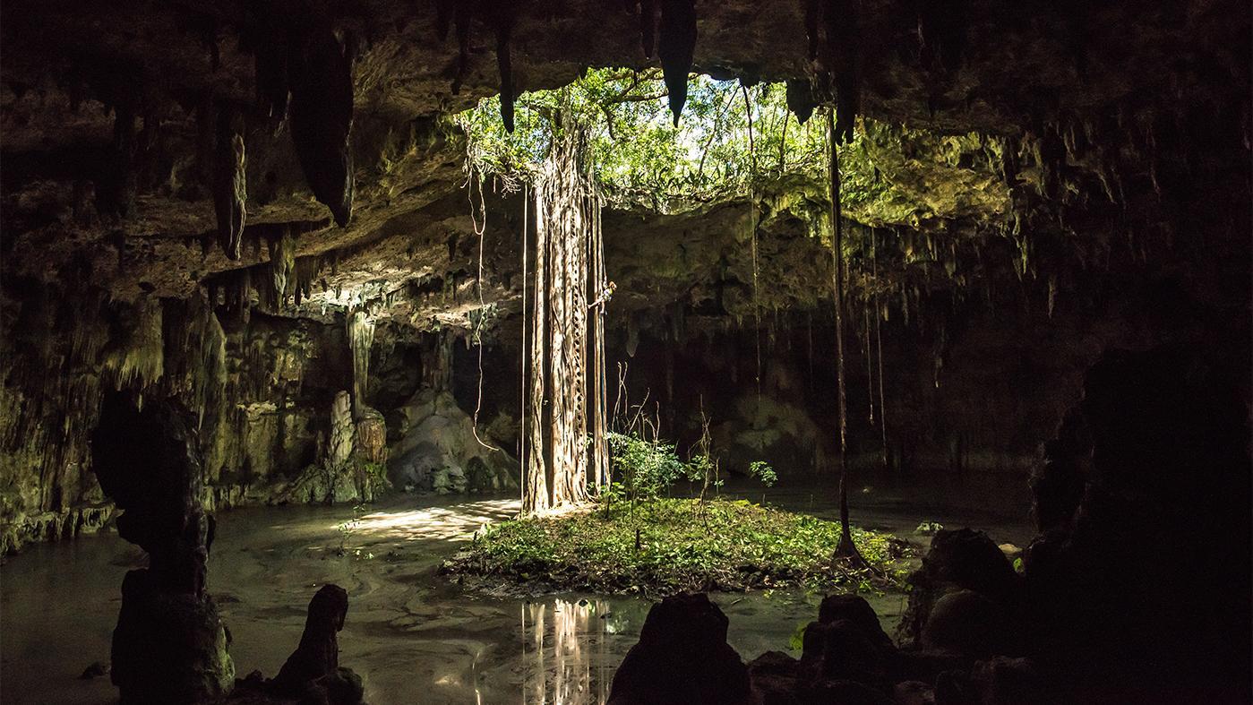 Catbej Cenote and its strangler fig, near Valladolid, Yucatan state. Photo: Richard Kirby