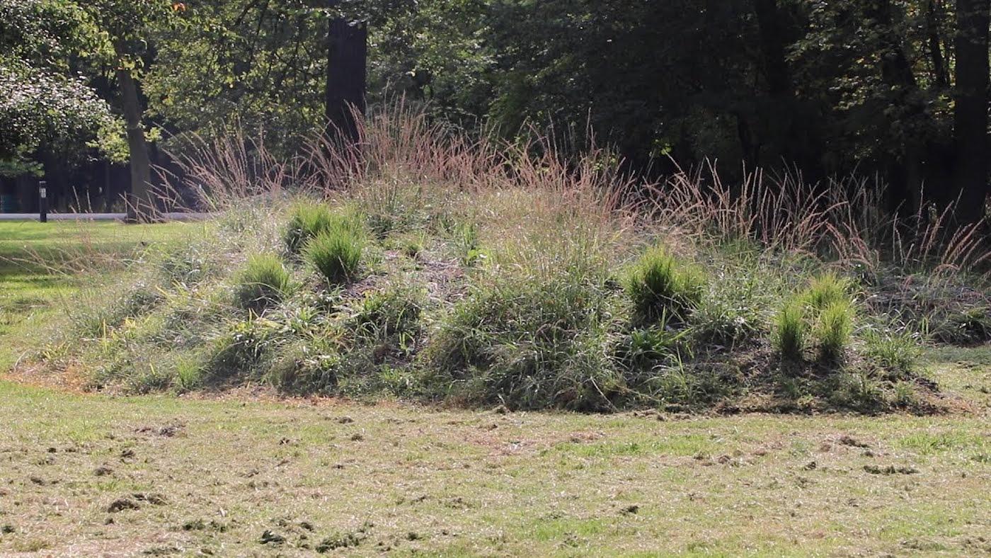 Santiago X's Serpent Mound in Schiller Woods 