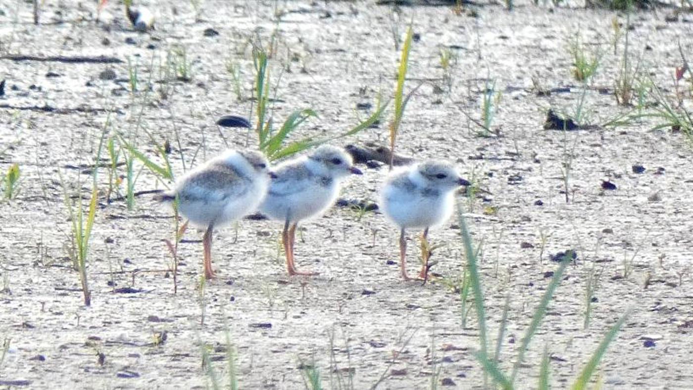 Monty and Rose's plover chicks, 2020. Photo: Bob Dolgan