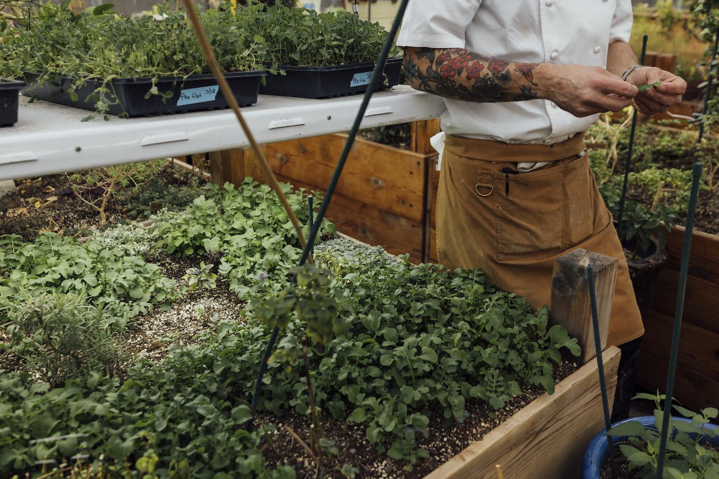 Arugula growing under grow lights next to Devon Quinn in a greenhouse