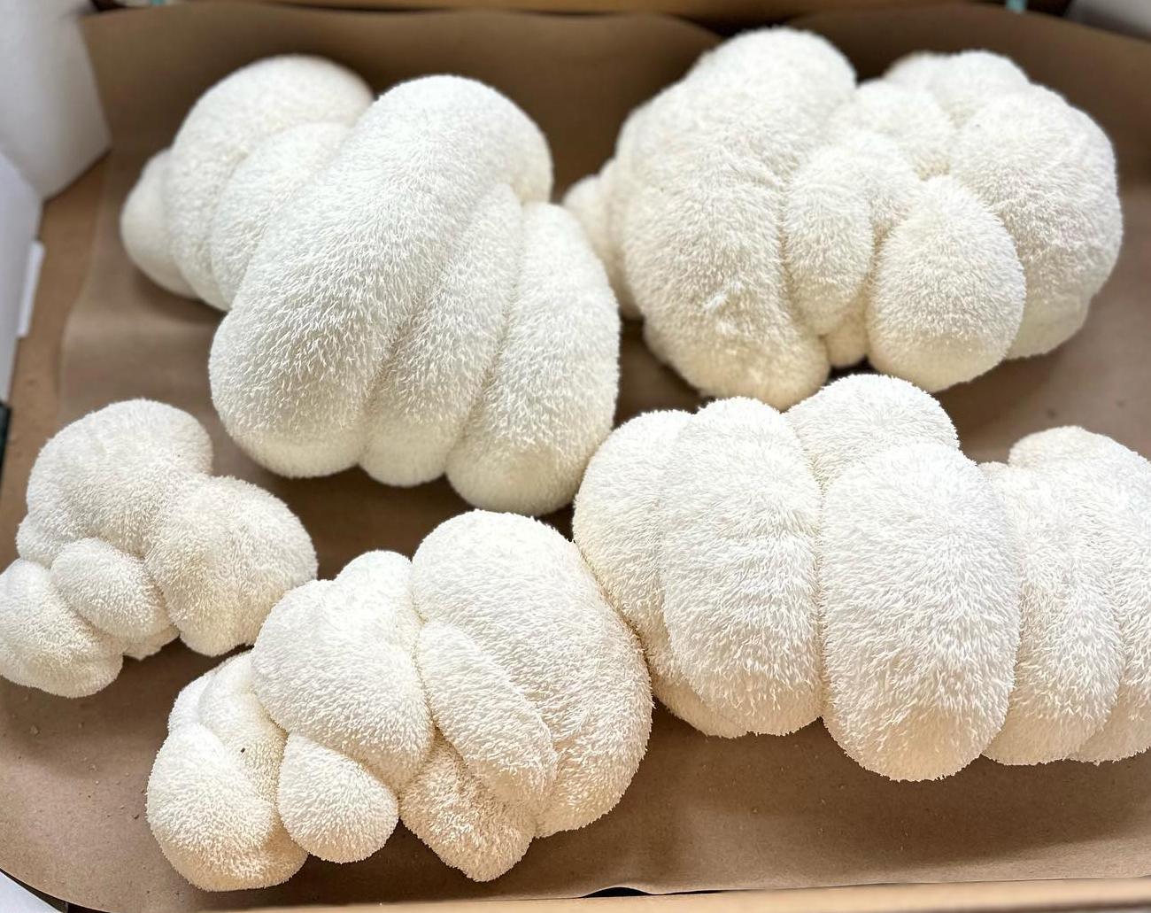Lion's mane mushrooms