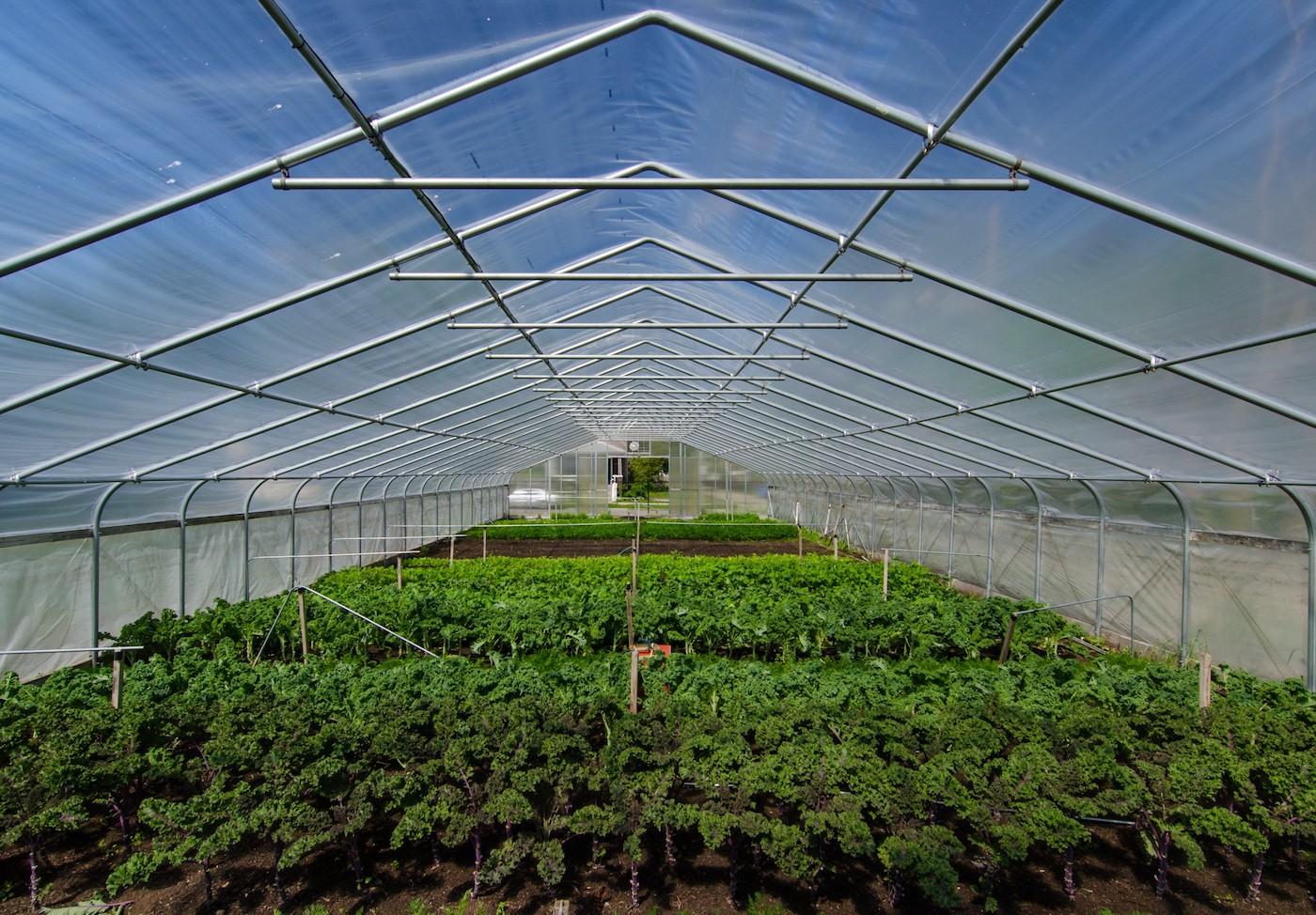 A greenhouse at Growing Home's Wood Street Urban Farm