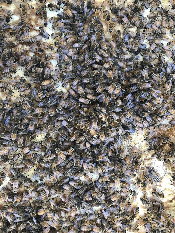 bees in a hive