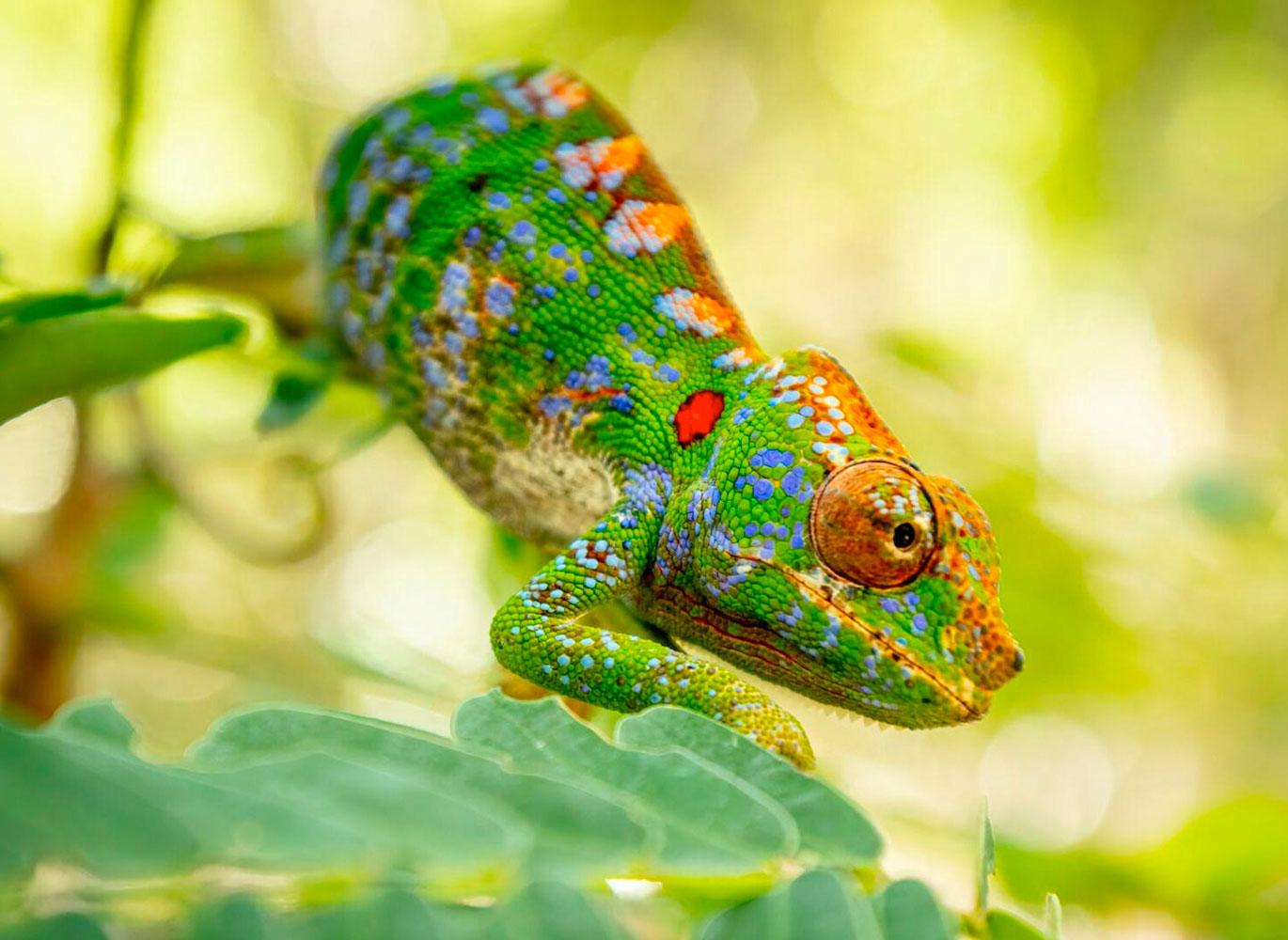 Kirindy Forest chameleon in Madagascar