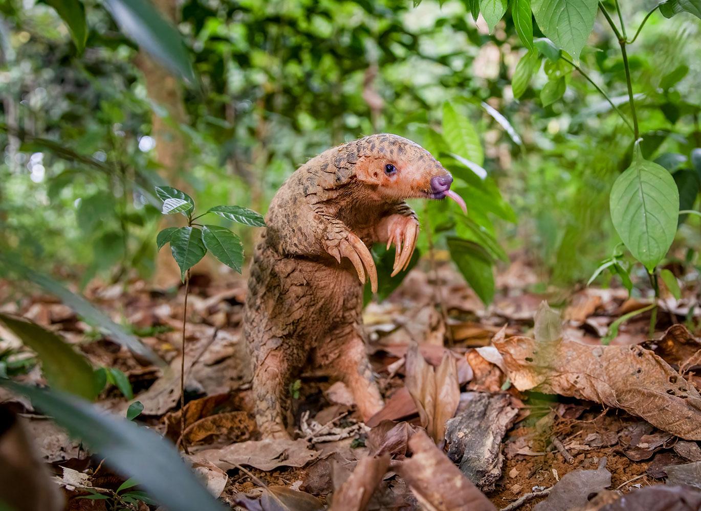 A Formosan pangolin in Taiwan. With poor eyesight, pangolins navigate their world with a sense of smell as powerful as a dog.