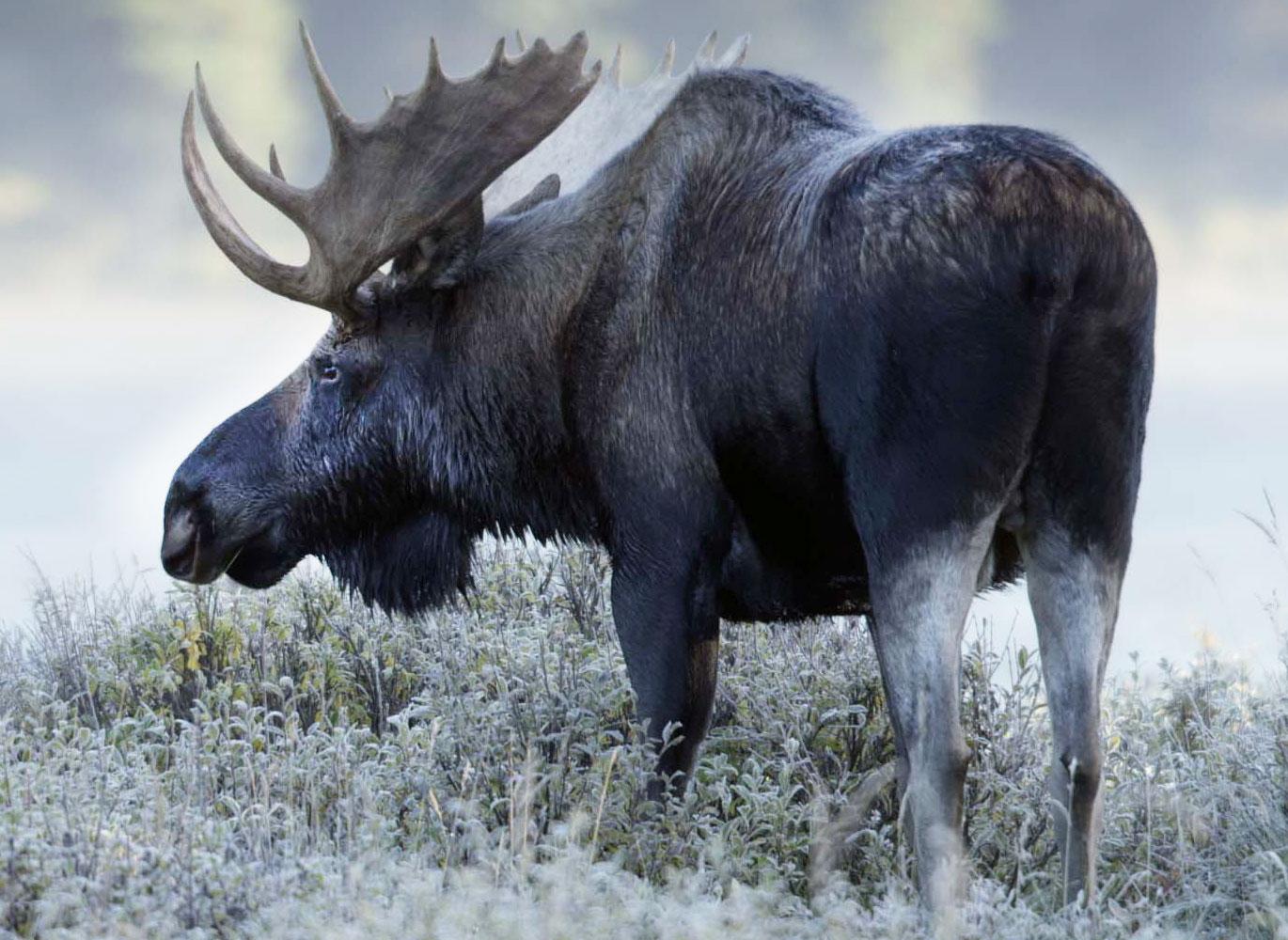 Moose foraging in winter. Maligne Lake, Canada.