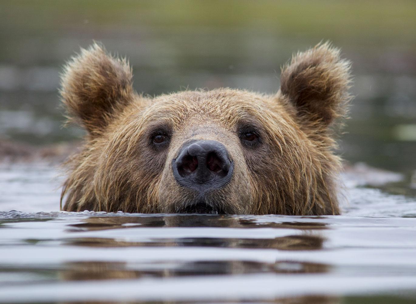 Brown bear