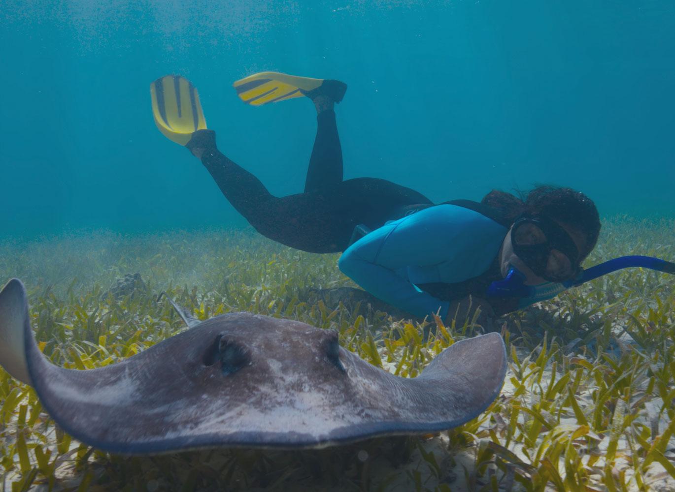 Diver and stingray. Diver and stingray.
