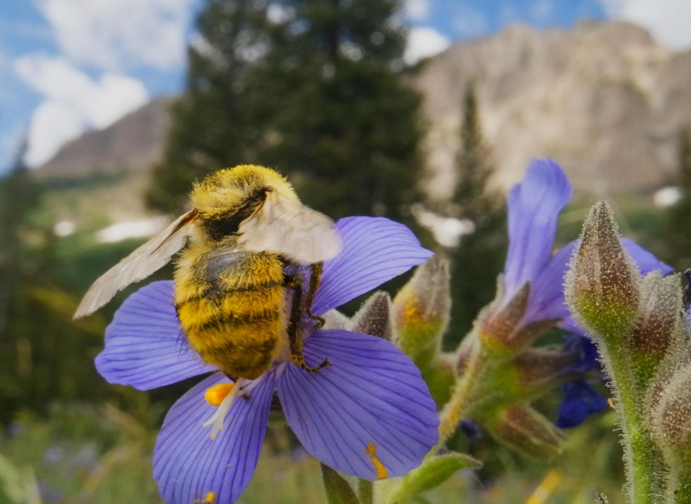 A pollen covered bee feeding on a flower in Colorado mountains. A pollen covered bee feeding on a flower in Colorado mountains.