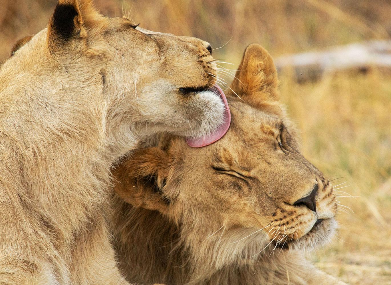 Young lion brothers form a strong bond and may continue to stay together as a coalition when they leave the pride.