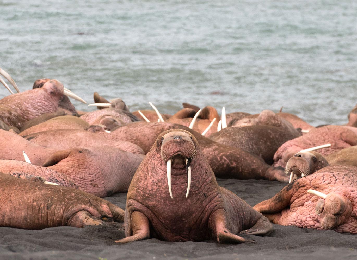 A herd of Pacific walrus hauled out on the black-sand shores of Cape Seniavin, Alaska, with one walrus facing toward the camera. A herd of Pacific walrus hauled out on the black-sand shores of Cape Seniavin, Alaska, with one walrus facing toward the camera.