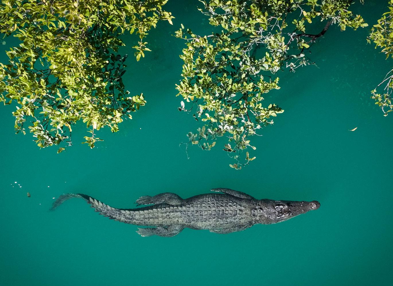 A saltwater crocodile (Crocodylus porosus) hunts in the mangroves that line The Kimberley's coastline.