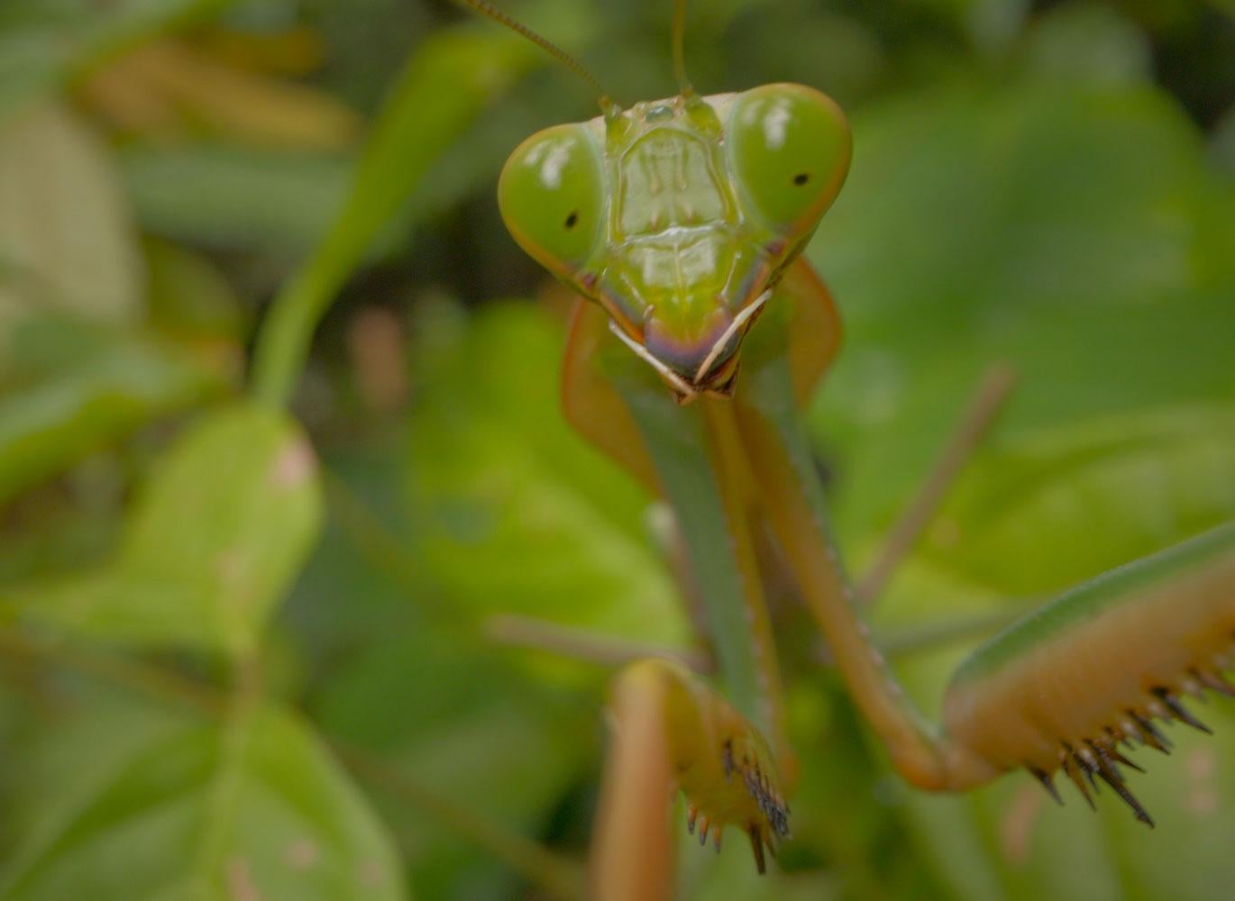 Close up of a praying mantis.