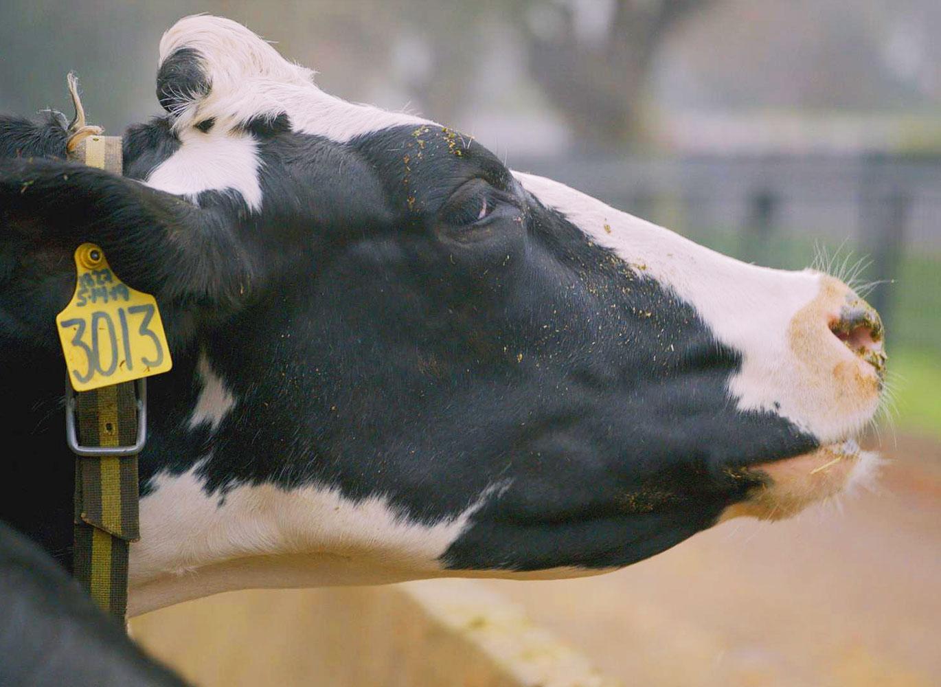 A cow lines up for the morning milking at the Straus dairy farm in Marin County, California.