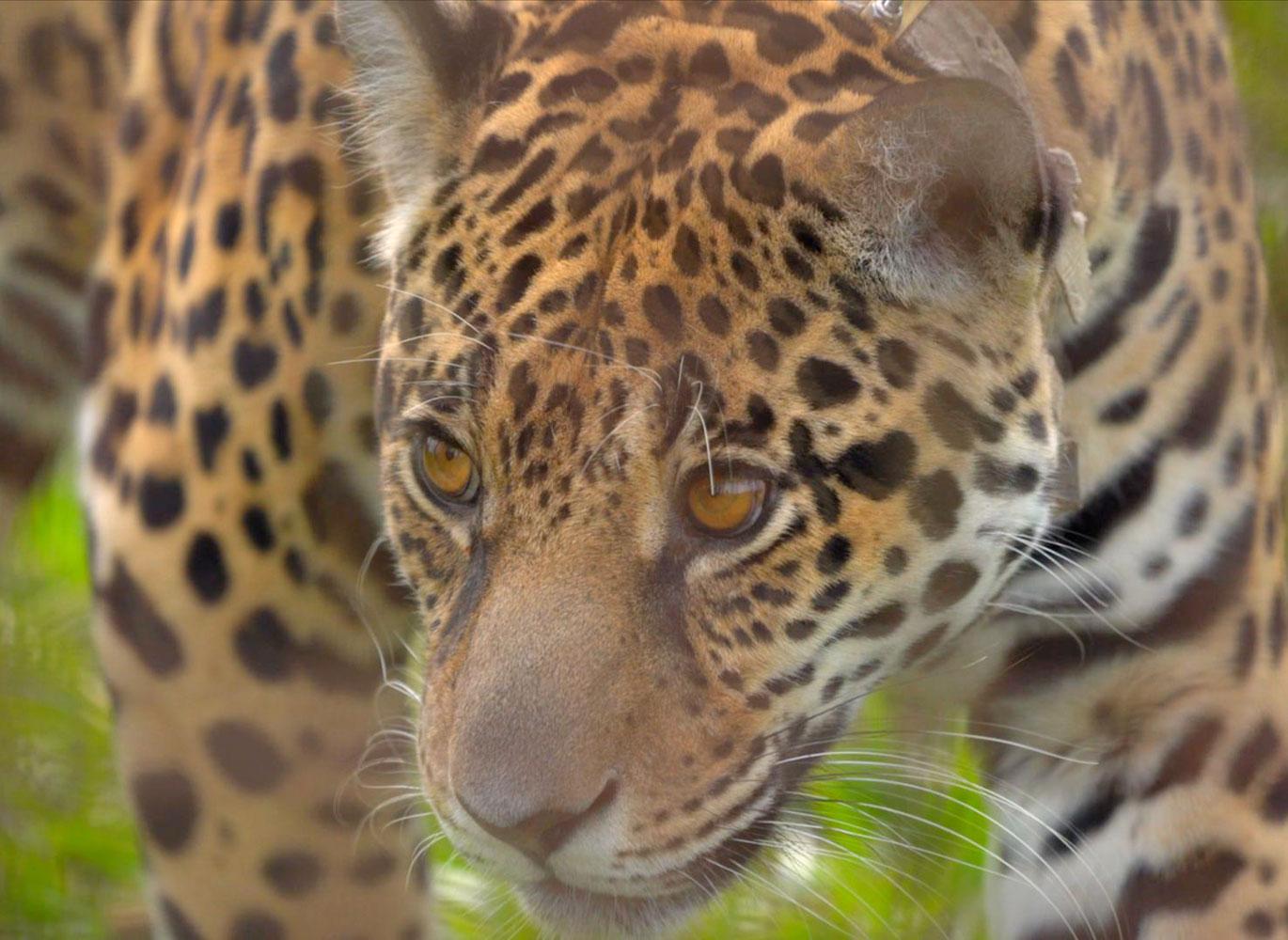 A jaguar at the San Alonso Reserve inside the Iberá National Park, Argentina.