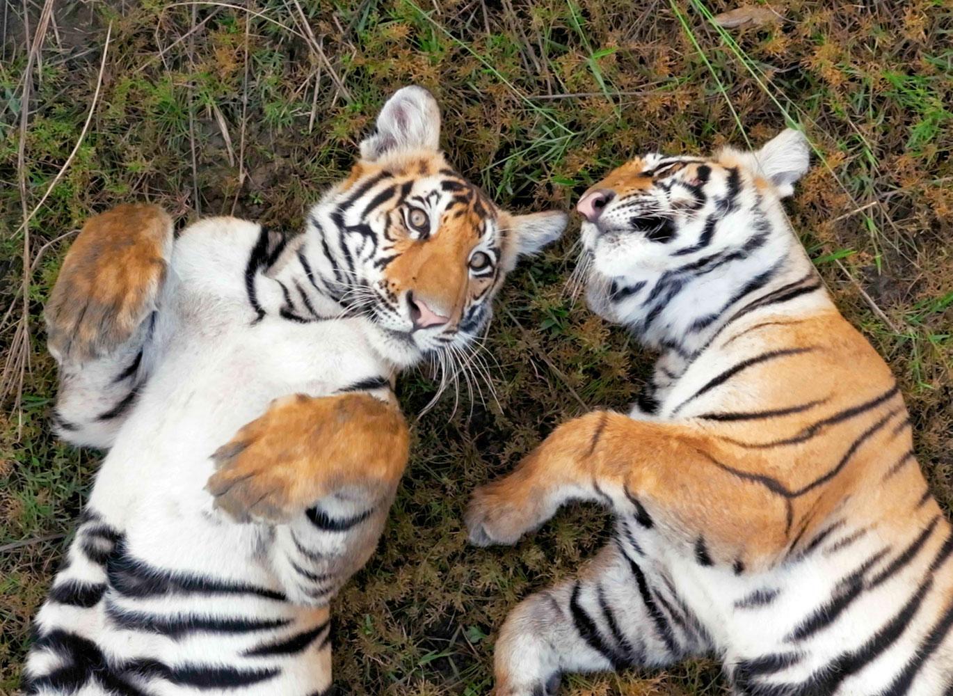 "Asa" and "Bune" - two cubs belonging to the tigress named “Goma" in Western Nepal.
