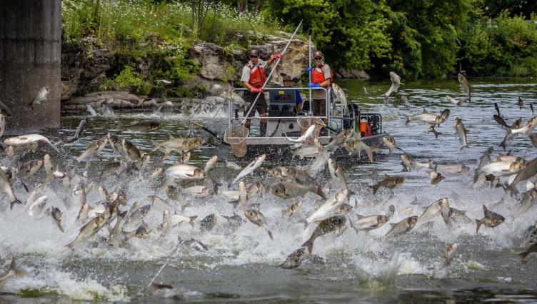 Invasive Carp Barrier Is Back in Business, With Funding Guarantee From Trump