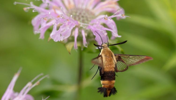 Want to Help Plants and Pollinators Make a Love Connection? Check Out Morton Arboretum’s New ‘Matchmaking’ Info