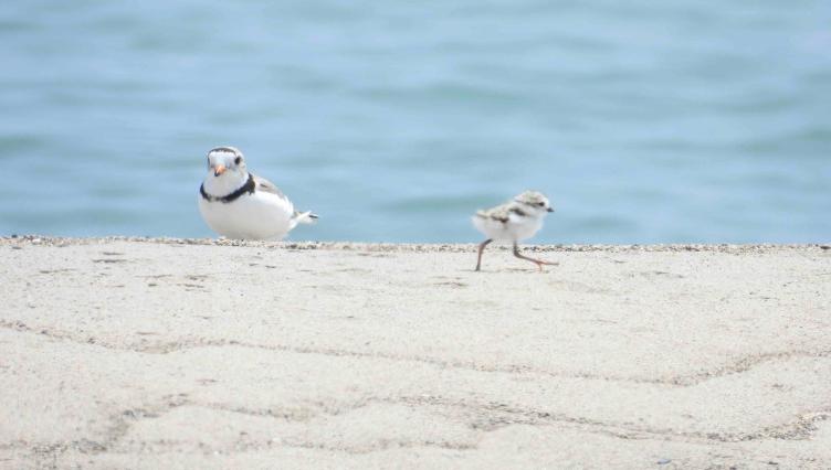 Adorable Piping Plover Chicks Hatch in Waukegan: See the First Photos as the Countdown Begins for Chicago