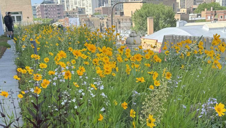 This Magical Rooftop Pollinator Garden in Lakeview Is Normally Off Limits. Enjoy a Rare Glimpse