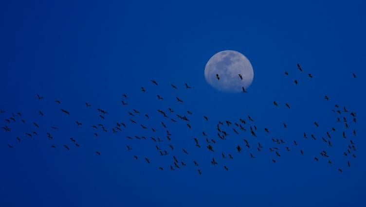 ‘Lights Out,’ Chicago. Bird Migration Will Be Intense Thursday Night and Millions Need Safe Passage