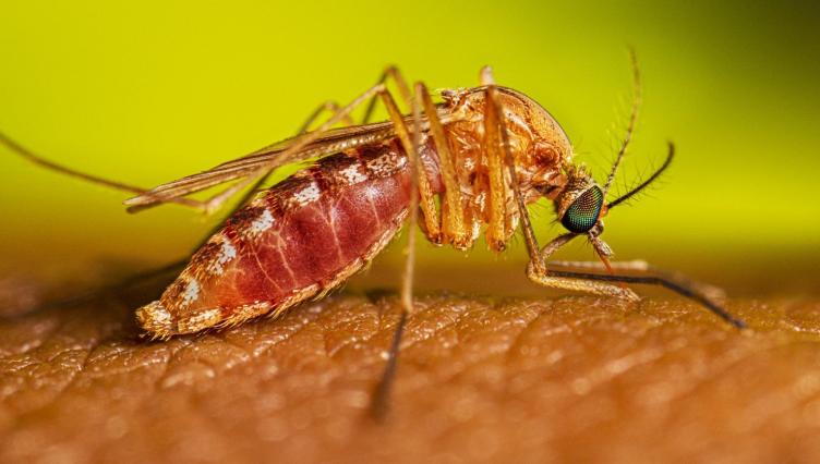 First Illinois West Nile Virus Death of 2025 Reported in Cook County