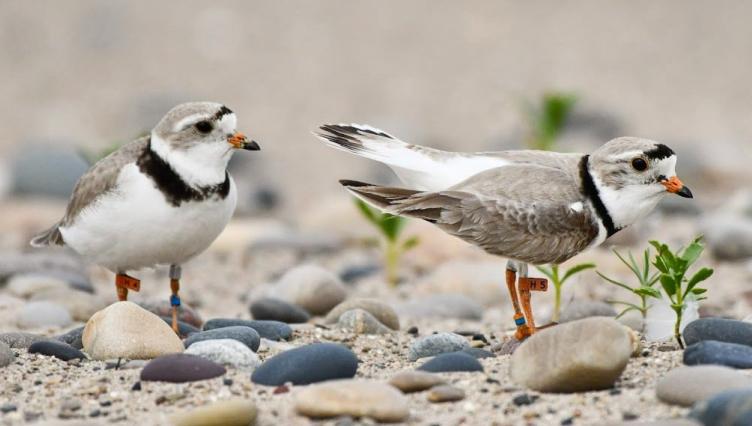 Piping Plover Chicks Hatch at Montrose, While Waukegan Is on Second Nest Watch After Series of Dramatic Plot Twists