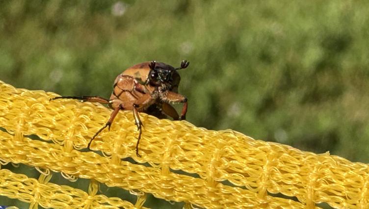 Beetle-mania Strikes Again in Lincoln Square, as June Bugs Swarm Welles Park in Mating Frenzy