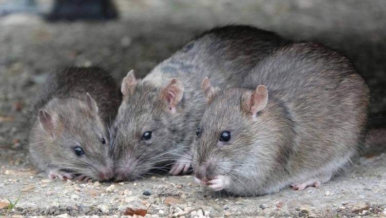 Chicago Can’t Keep Trying to Poison Its Way Out of Rat Problem: Watchdog Report
